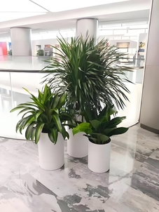 宁波江北花卉租摆专业